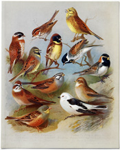 British Birds by Archibald Thorburn (1918)
